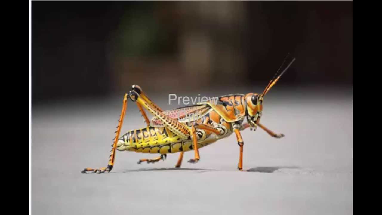 Animal, Royalty Free Stock Images