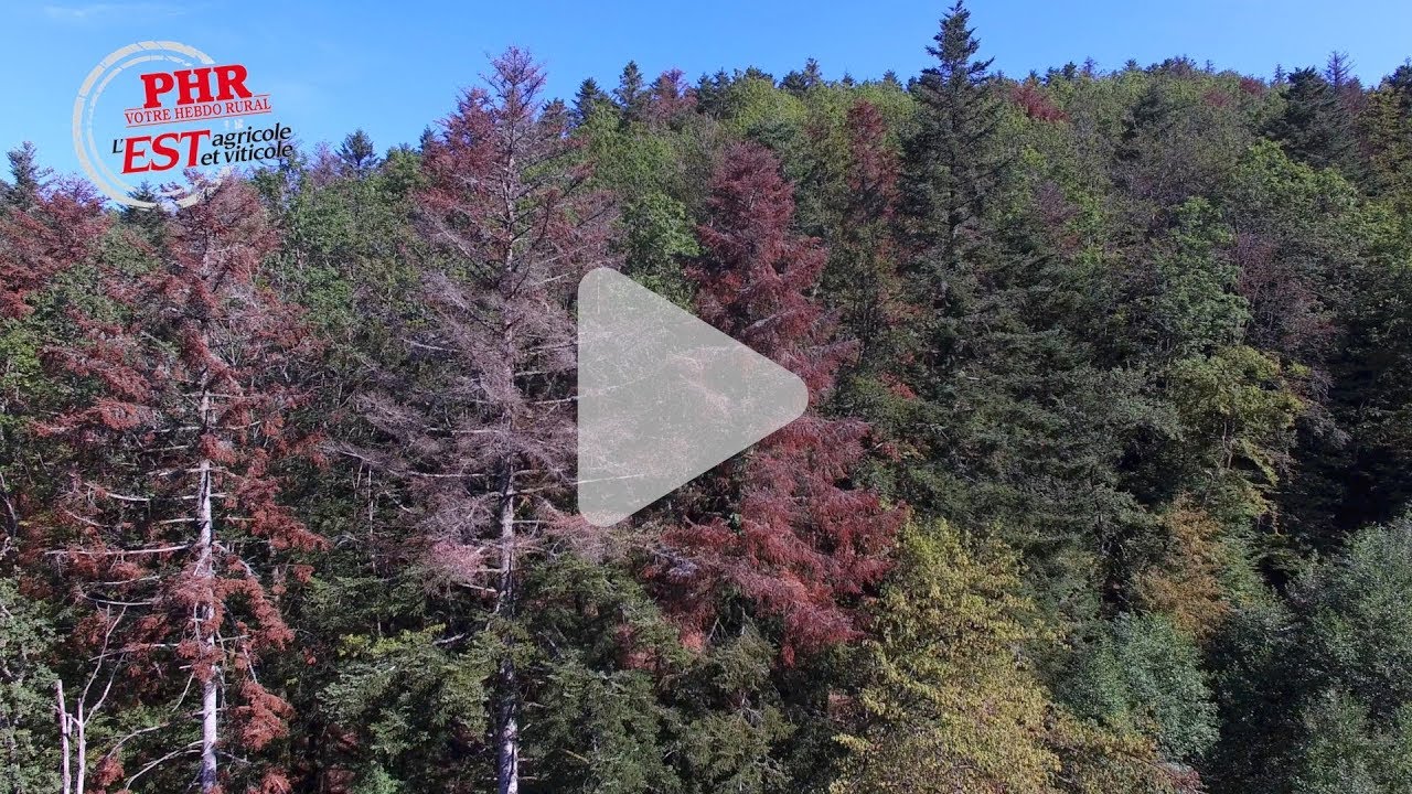 Sécheresse : la forêt dans le rouge