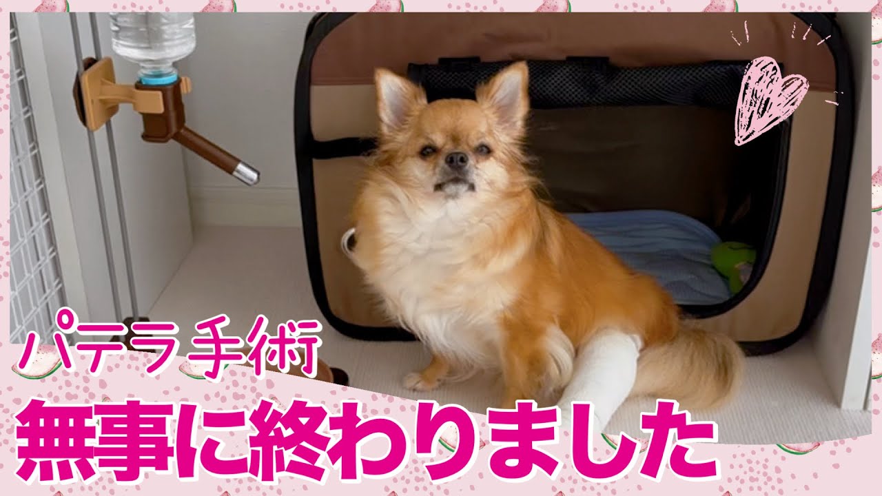 パテラ手術当日から２日後までの様子【４歳のチワワの女の子】
