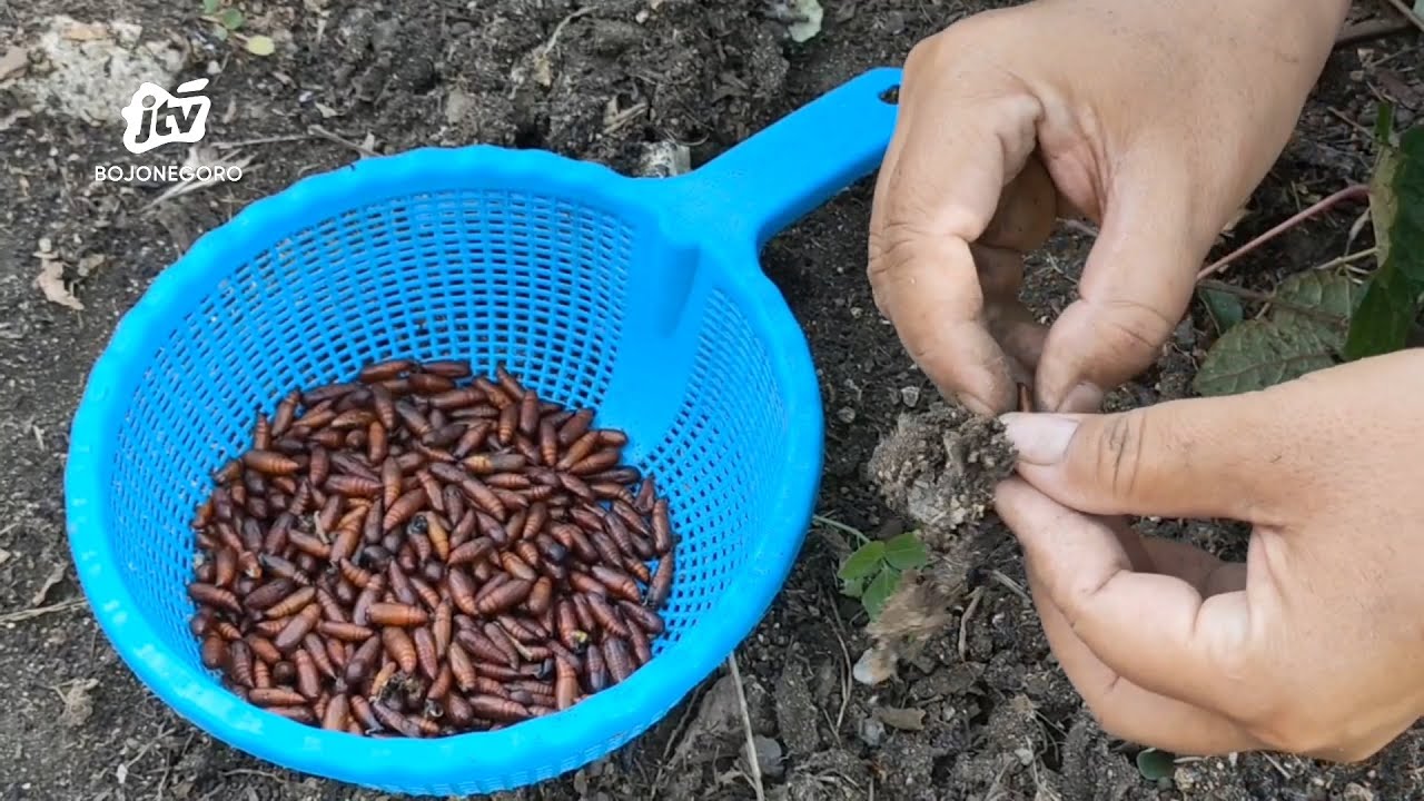 Warga Pinggiran Hutan Bojonegoro Berburu Ulat Jati