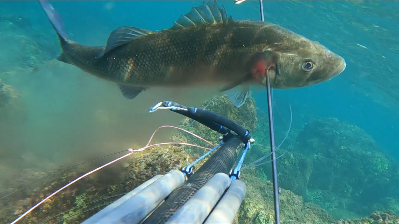 Pesca Sub Il 2023 inizia col botto, Spigolona 4,2 Kg.