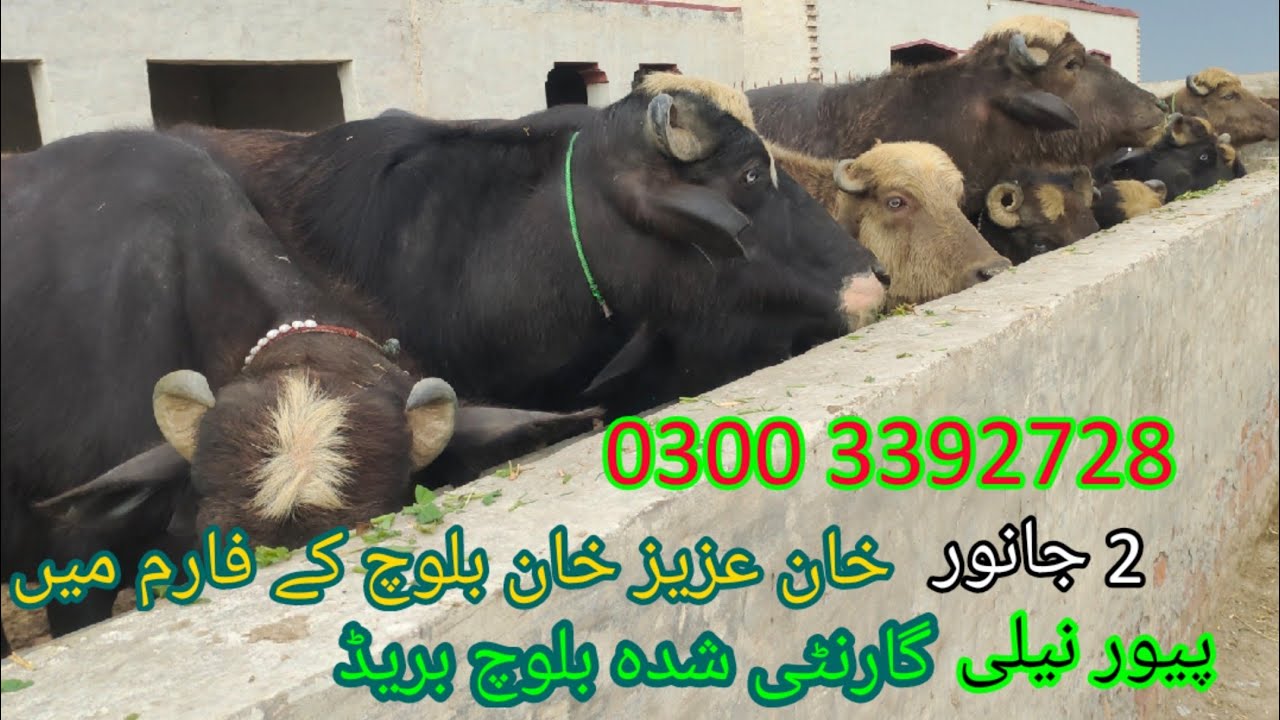 watch pure neeli Ravi buffalo for sale in Punjab Pakistan on YouTube pakwattan Punjab TV 4 اپریل