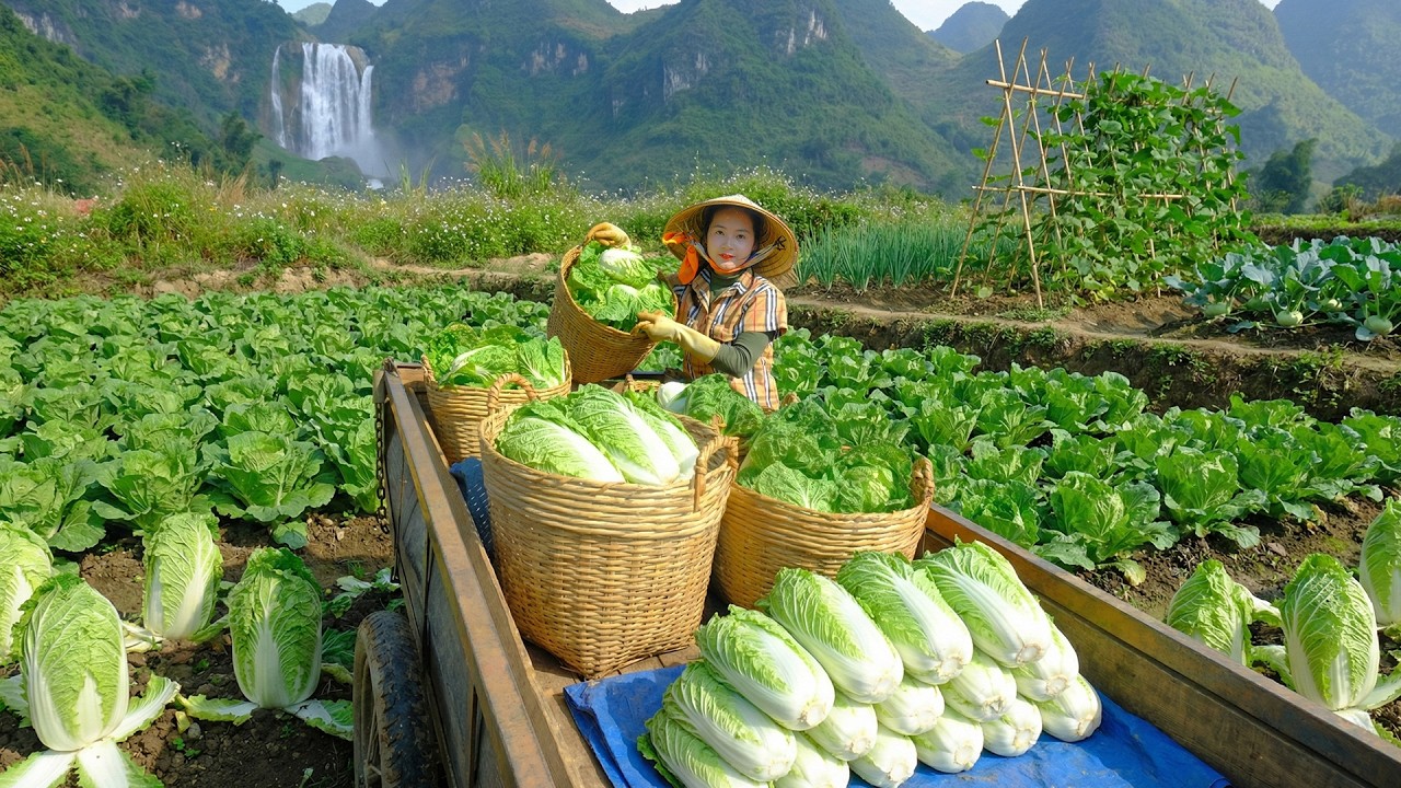 Harvest Napa Cabbage After 75 Days Of Planting To Sell At The Market – Cook, Garden, Raise Poultry