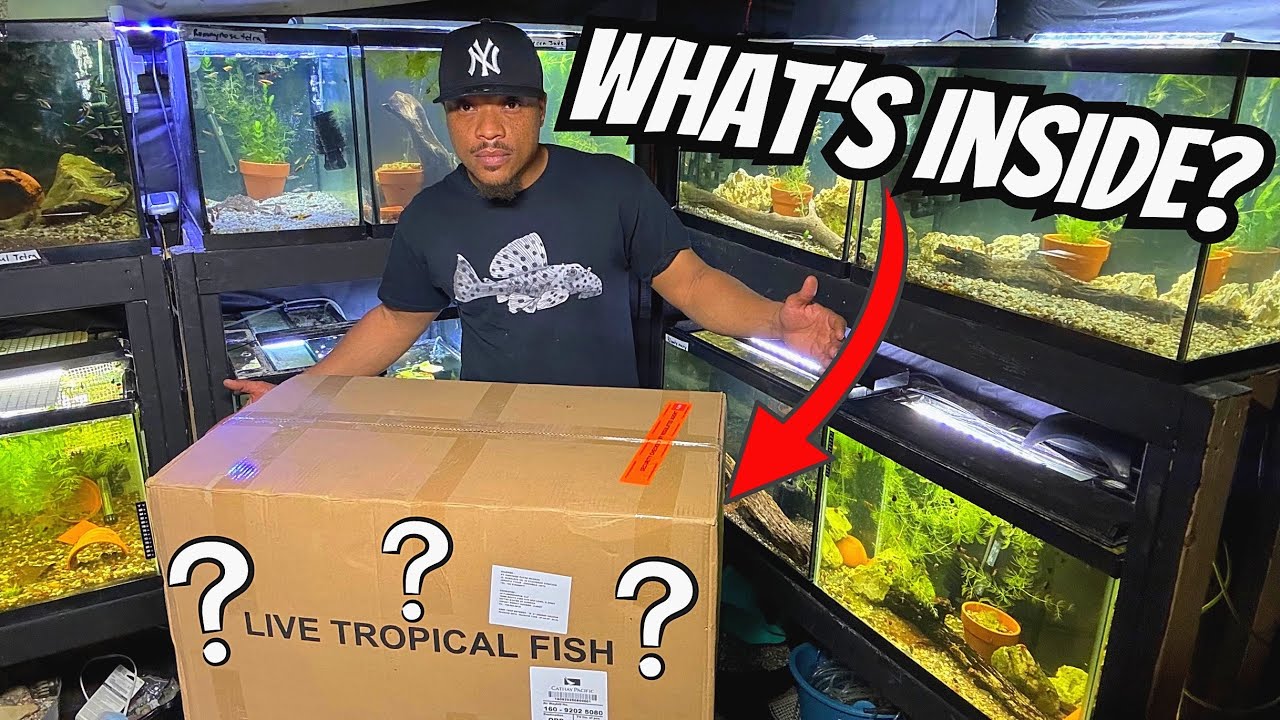 Unboxing Shipment Of Tropical Fish & Shrimp!