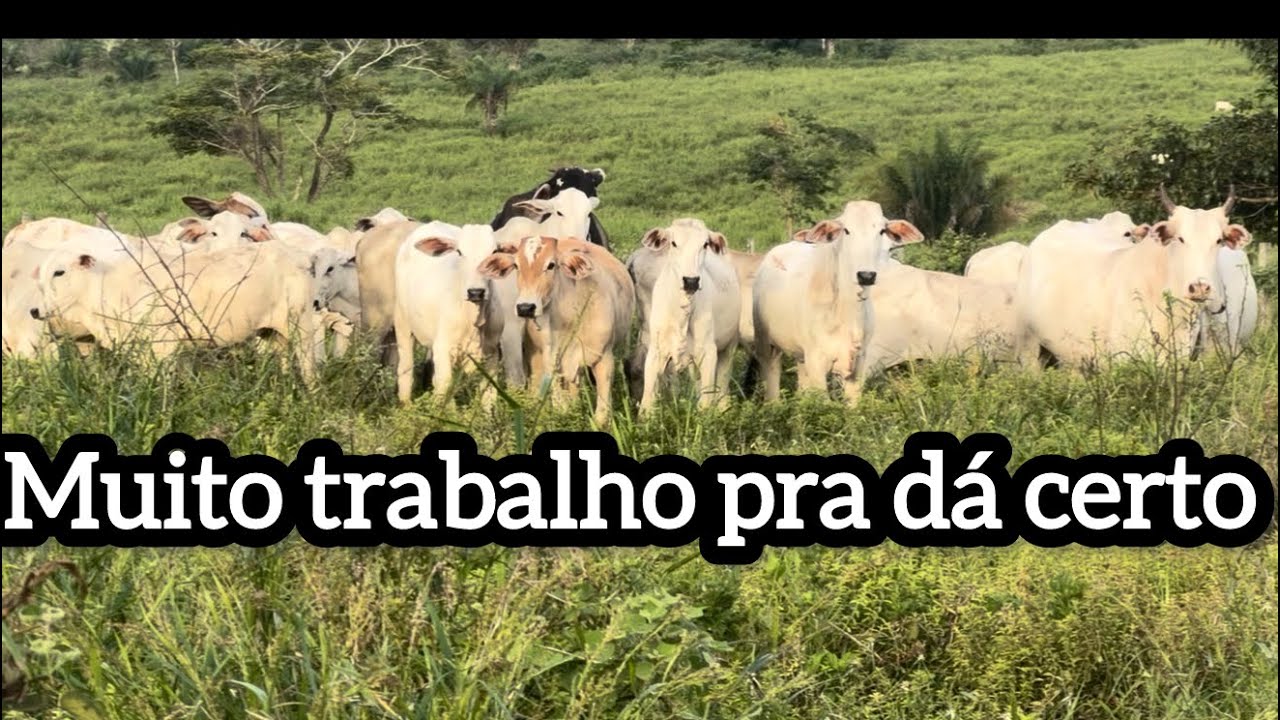 Bora construindo  pecu&aacute;ria 