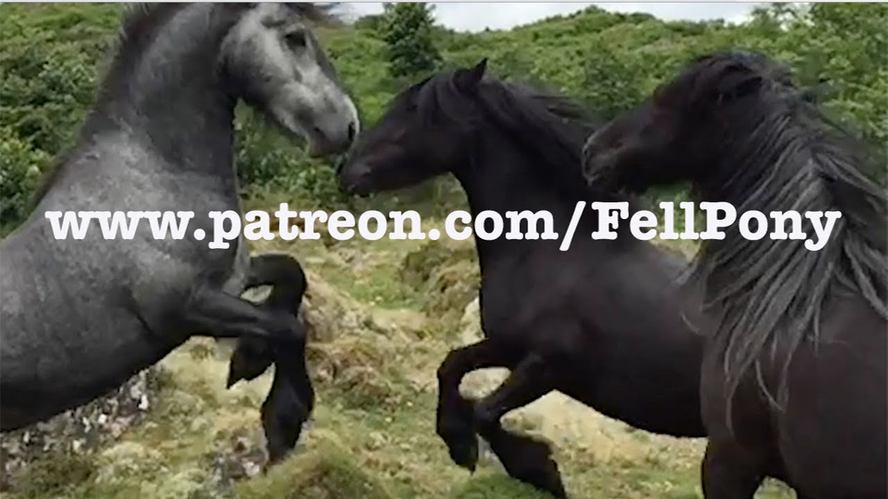 Hades Hill Fell ponies on Patreon