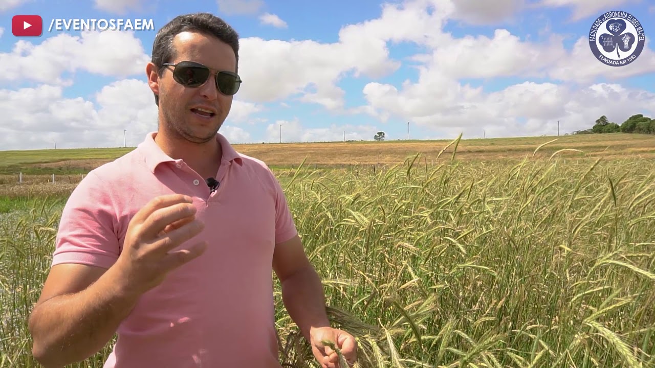 Produção de centeio como alternativa para diversificação da matriz produtiva