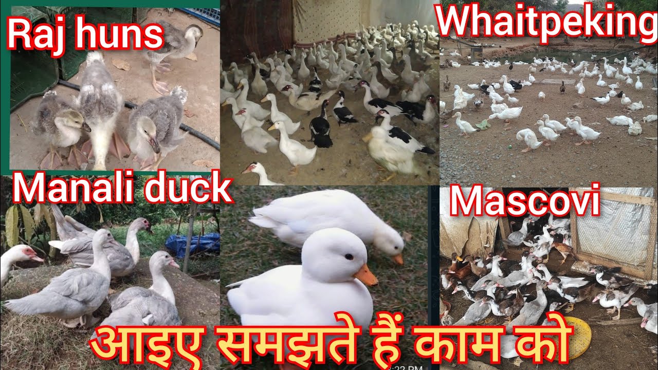 duck farming // muscovy ducks // राजहंस // सब एक साथ पालन कैसे करें // #petvlog