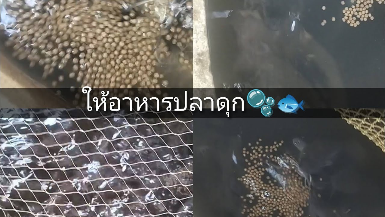 ให้อาหารปลาดุก🫧🐟