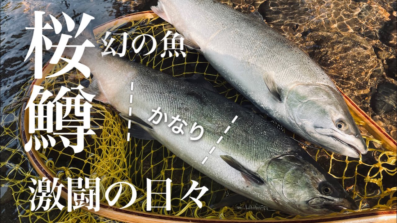 【子吉川】サクラマスとの 激闘のドラマ！！ヒットルアー紹介
