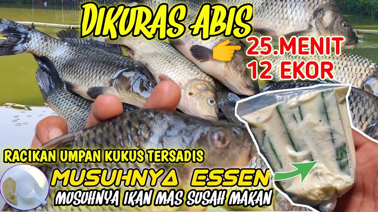 UMPAN TERSADIS PENANGKAL ESSEN LAWAN| MusuhNya IKAN MAS Susah Makan