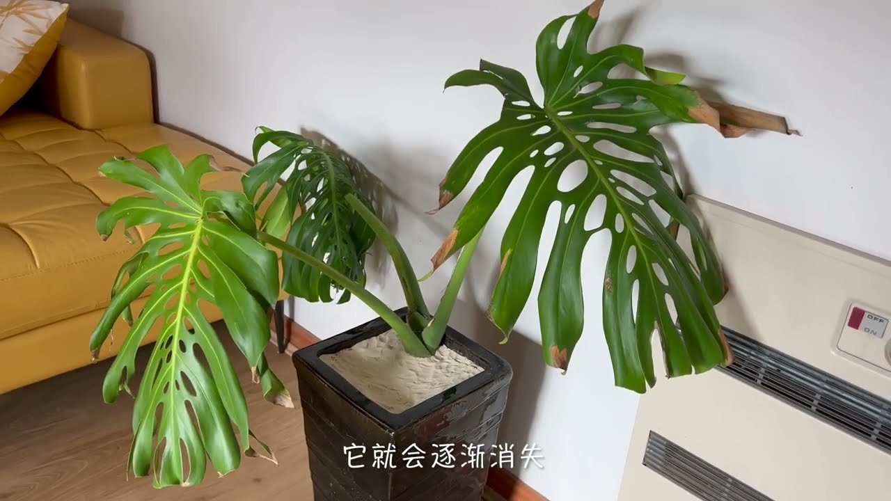 龟背竹，室内绿植首选。