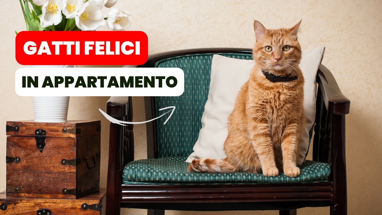 5 MODI per Rendere Felice un Gatto in Appartamento