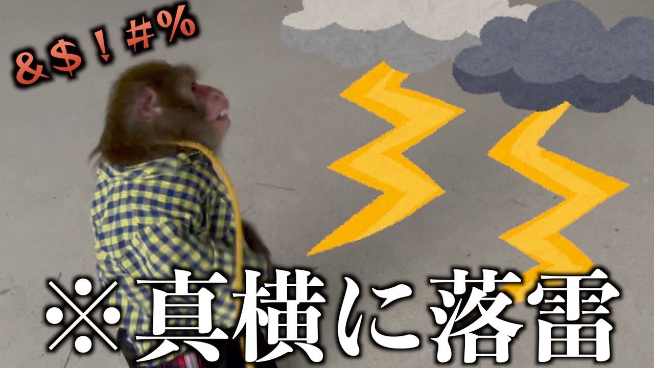 カミナリが真横に落ちて、びっくりして聞いたことない声をあげるお猿のカイくん
