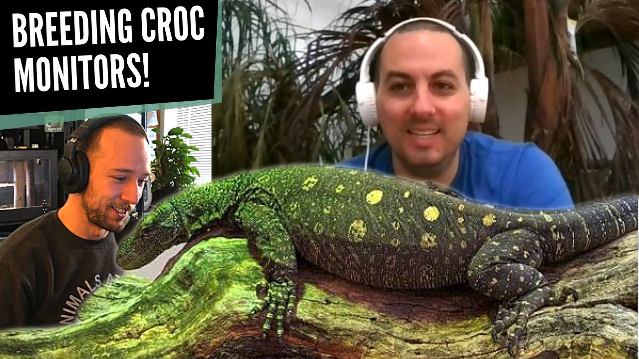 Breeding Croc Monitors in HUGE Private Facility | Cory Aymar