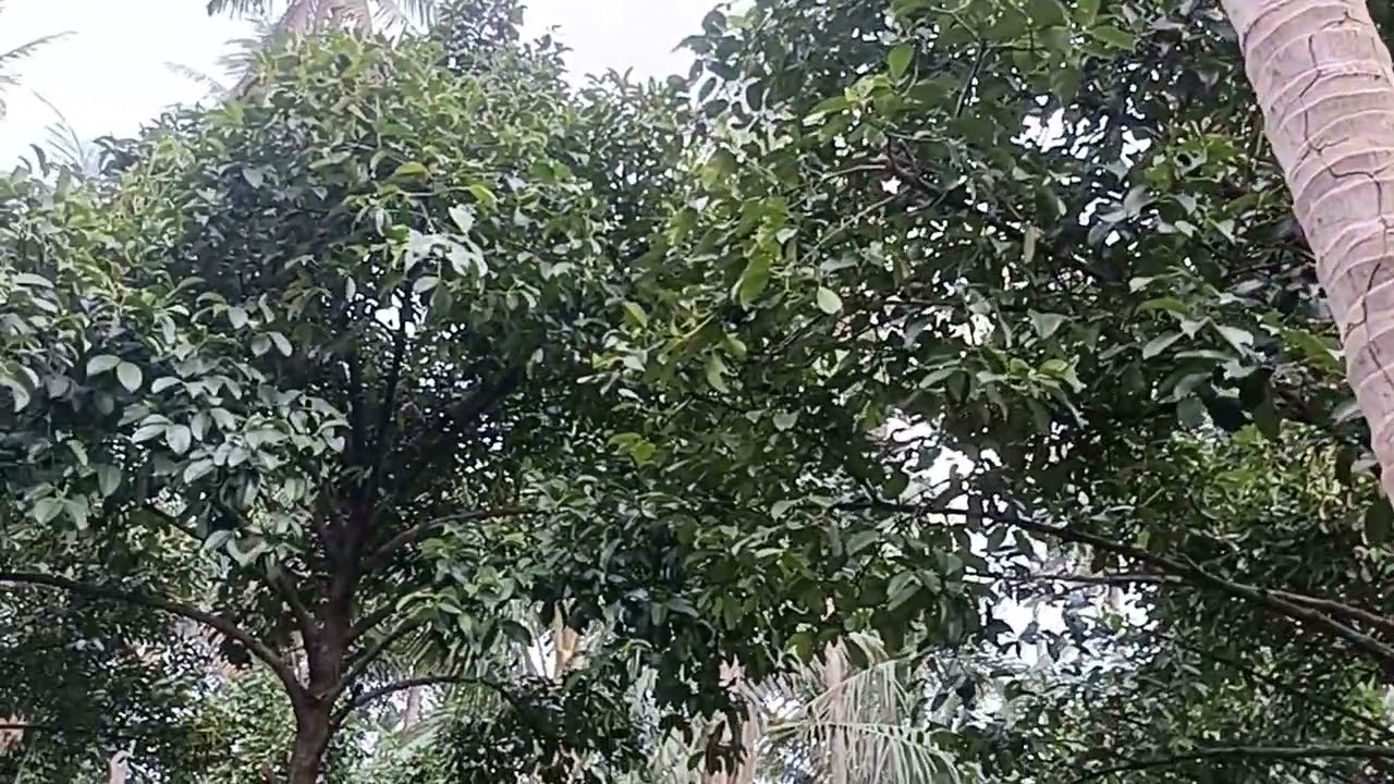 ตัดแต่งกิ่งมังคุด