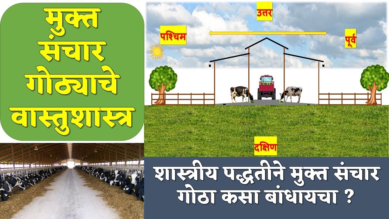 मुक्त संचार गोठ्याचे वास्तुशास्त्र! शास्त्रीय पद्धतीने मुक्त संचार गोठा कसा बांधायचा ?