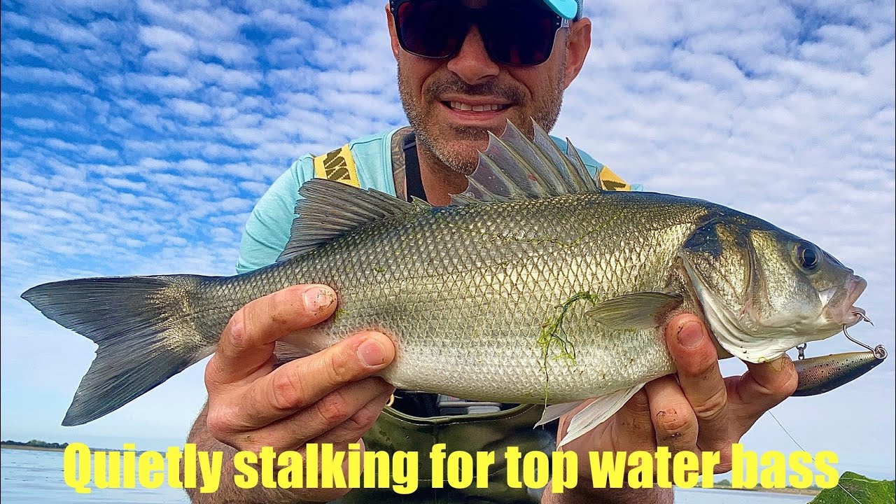 Quietly stalking an estuary for top water bass fishing #bassfishing #lurefishing #fishing #topwater 