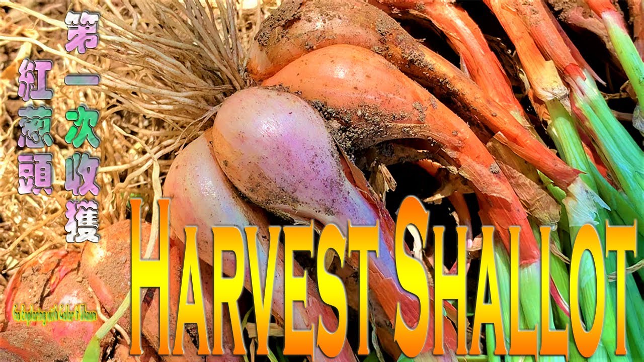 Harvest Shallot | Shallot Planting |收获红葱头 |红葱头种植