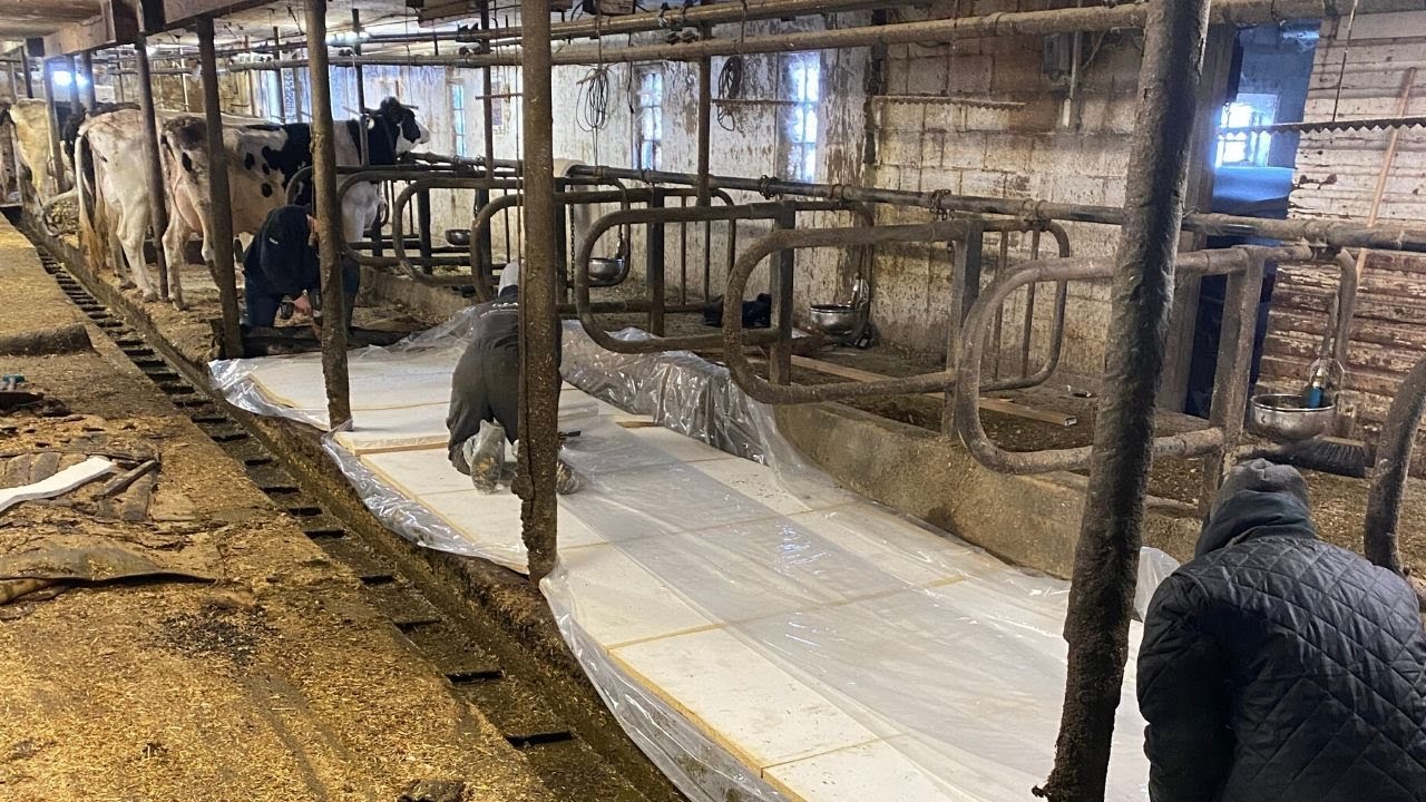 Putting in brand new stalls for the cows!!!