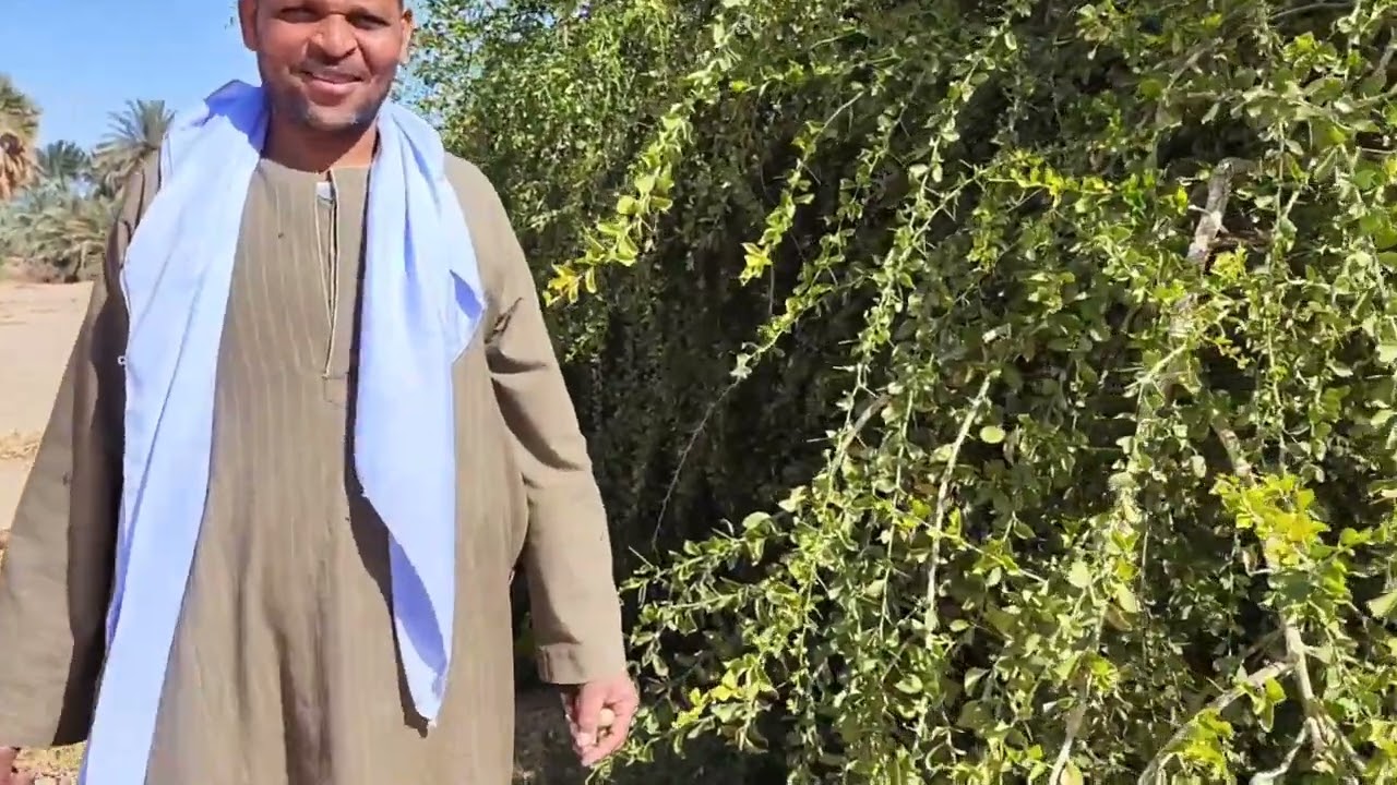 اقوي شجرة تزرعها حوالين أرضك واتحدي حد يعرف يعديها