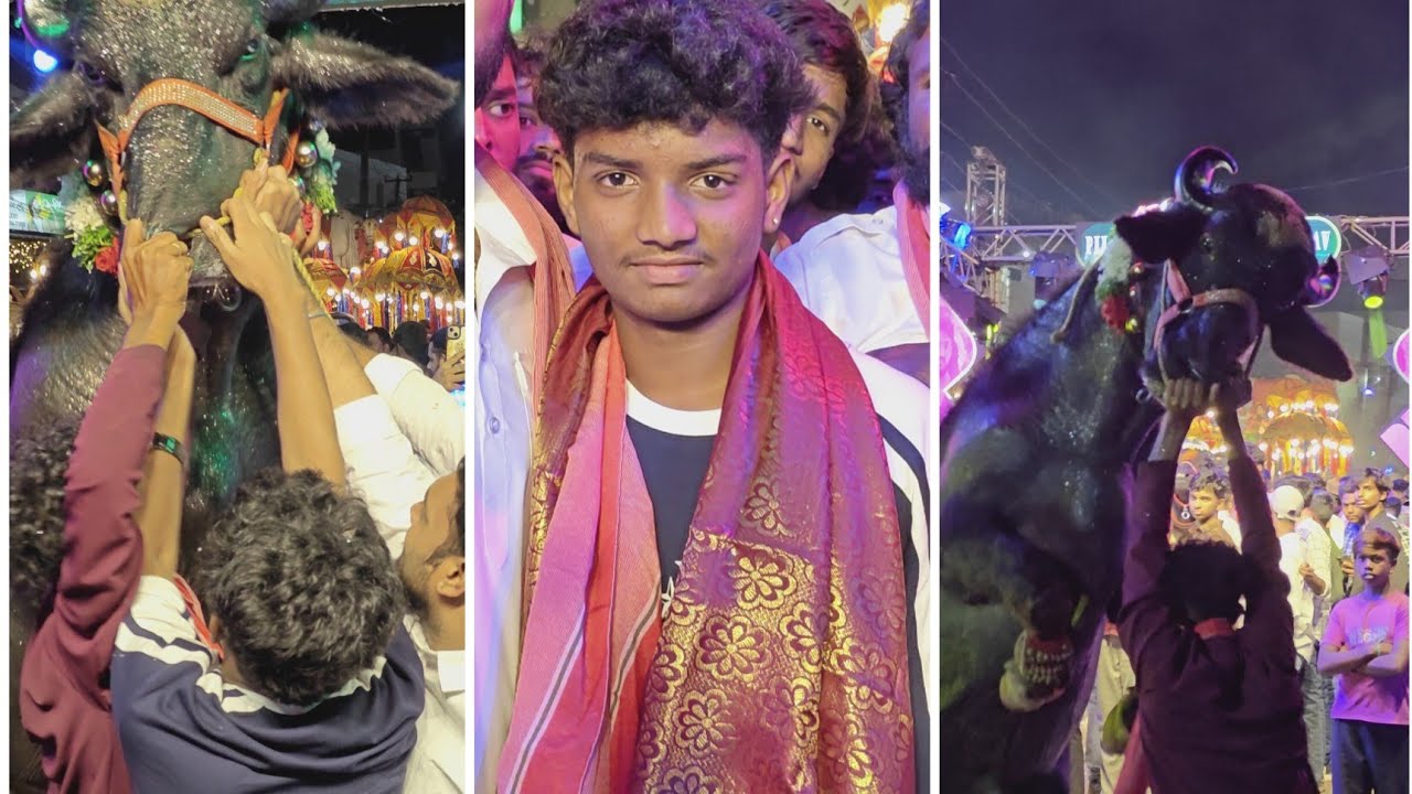 Pareshan babu bull lifting in Shamshabad sadar 2025 | Shamshabad chandu yadav sadar 2025. 