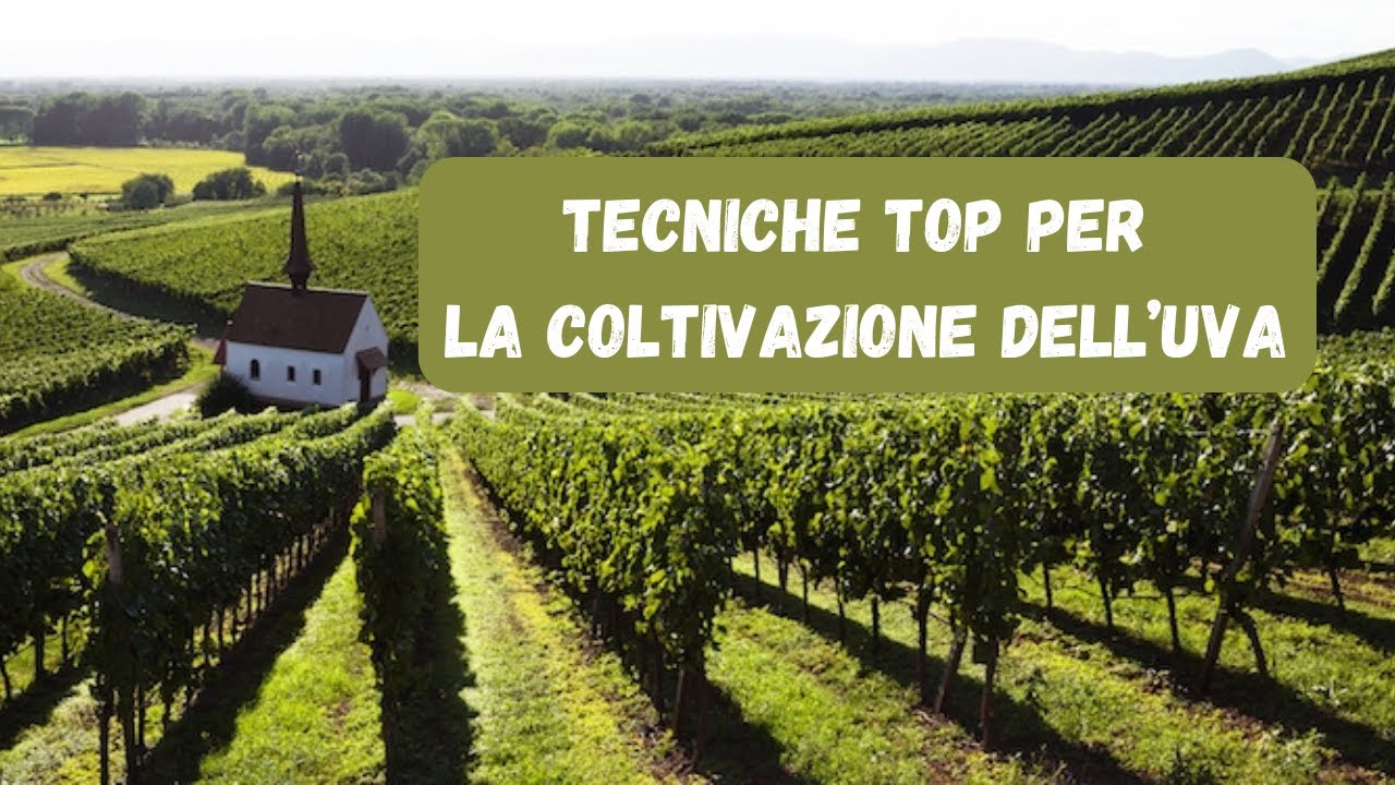 Coltivare Uva: I 6 Passi degli Esperti