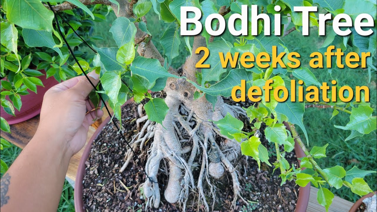 2 недели после опадения листьев бонсай &laquo;Дерево Бодхи&raquo;. Фикус религиозный.