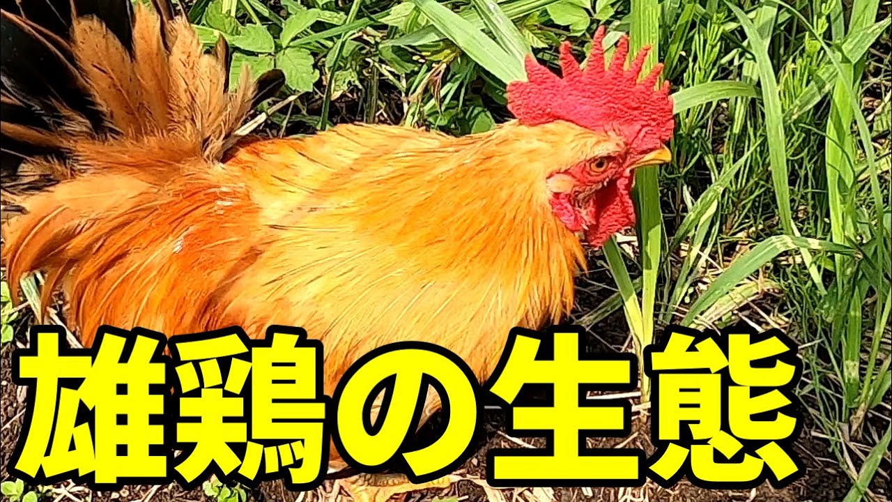 雄チャボの生き方が面白すぎた【鶏飼育】 45話目