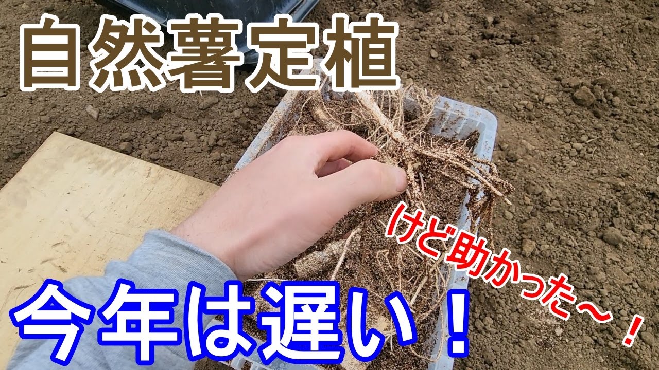 2025年始動！今年は遅かった！【自然薯定植】季節の変化を今後は考えるべきなのかな～？