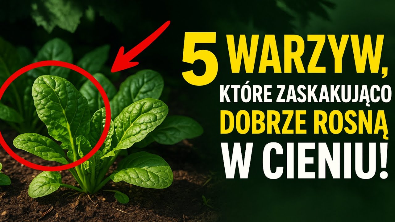 5 warzyw, które zaskakująco dobrze rosną w cieniu! 🌱