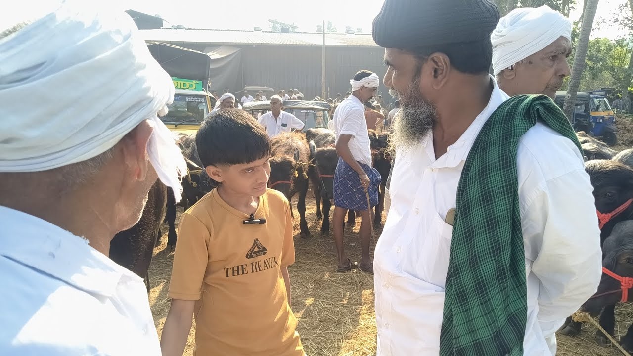 വൈറൽ മുത്തു പോത്തിനെ 230 കിലോഗ്രാം വെയിറ്റ് വരും 350 രൂപ കൂട്ടിയിട്ട് 80 500 ഉണ്ടാവും അത് തരാൻ പറ്റു