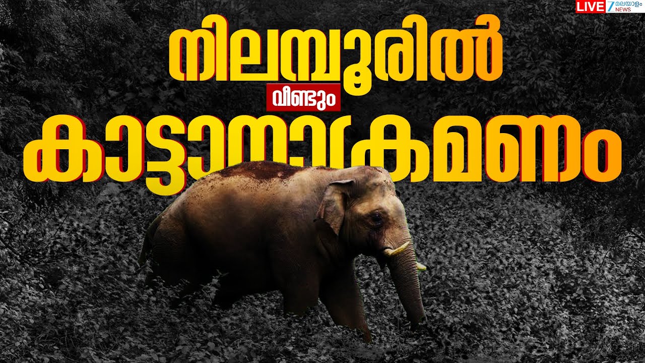 Live : Nilambur Wild Elephant Attack | നിലമ്പൂരിൽ വീണ്ടും കാട്ടാനാക്രമണം  | Zee Malayalam News
