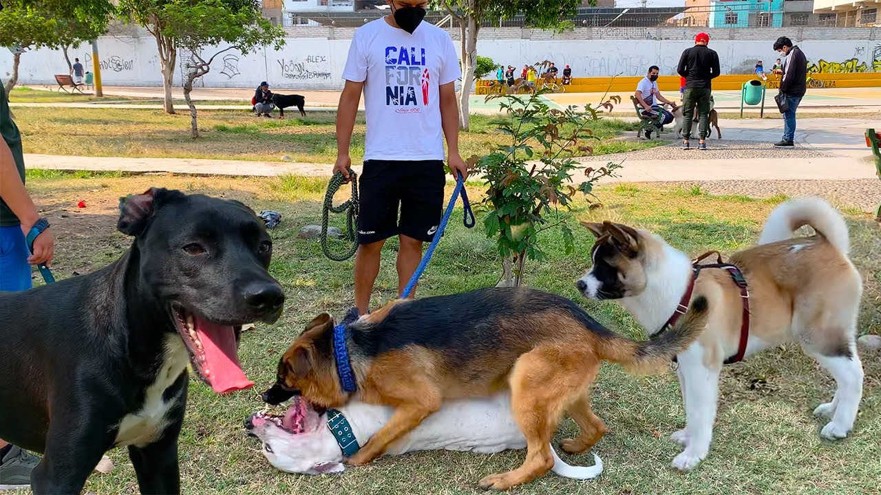 Akita Americano el Rey del parque frente a Pastor alem&aacute;n, Rottweiler, Perros tipo bull, entre otros