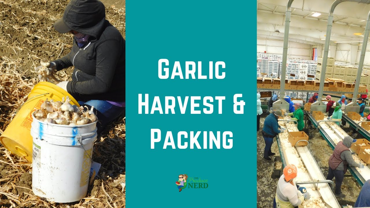 Garlic Harvest & Packing in California: Curing, Storing, Sorting & Packing