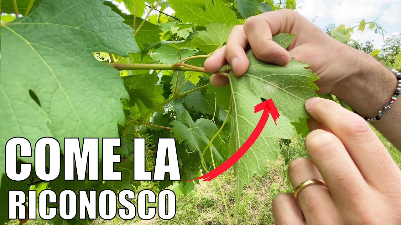 PERONOSPORA della VITE: tutte le soluzioni