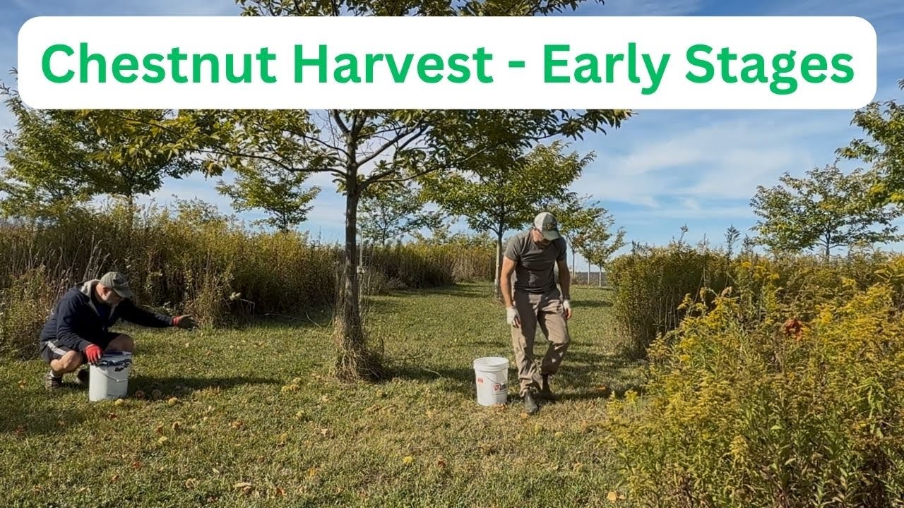 2025 Chestnut Harvest-They're just starting to drop & I've got to beat the Deer! #lakeeriechestnuts