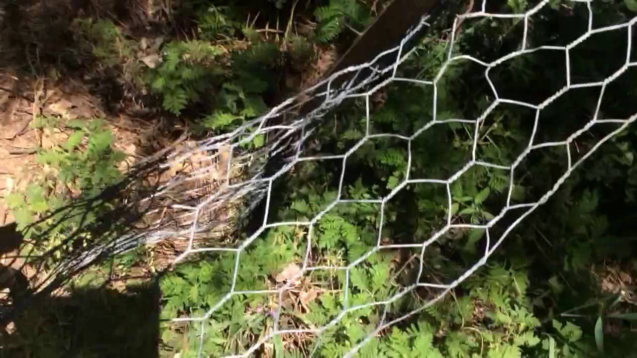 200 acres marijuana guerilla grow