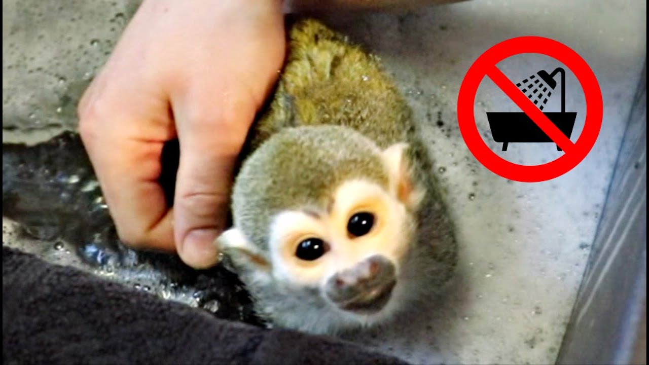 Baby Monkey oLLie Last Bath & Update