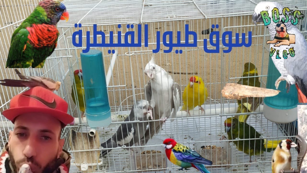 سوق حورية طيور القنيطرة