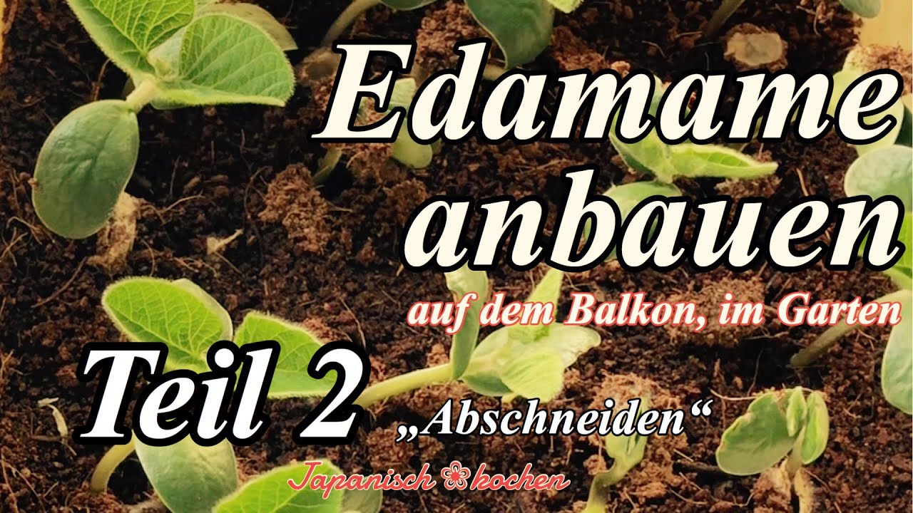 [Edamame] zu Hause anbauen Teil 2 〜abschneiden〜