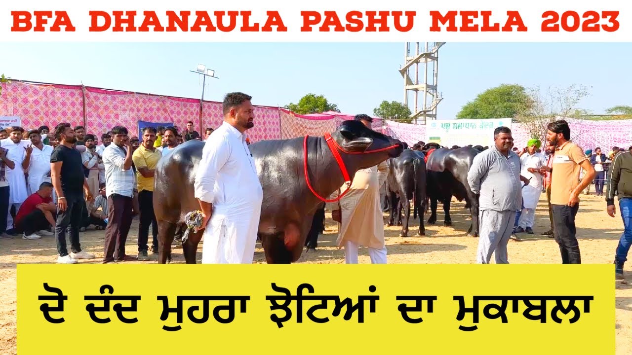 ਦੋ ਦੰਦ ਮੁਹਰਾ ਝੋਟਿਆਂ ਦਾ ਮੁਕਾਬਲਾ | Bfa Dhanaula Pashu Mela 2023 | Amrik Bhaini jassa #AmrikBhainiJassa