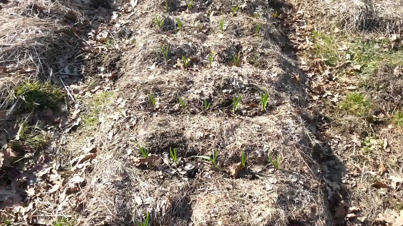 Žieminiai česnakai