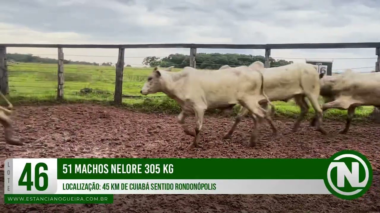 LOTE 46 - 51 MACHOS NELORE 395 KG