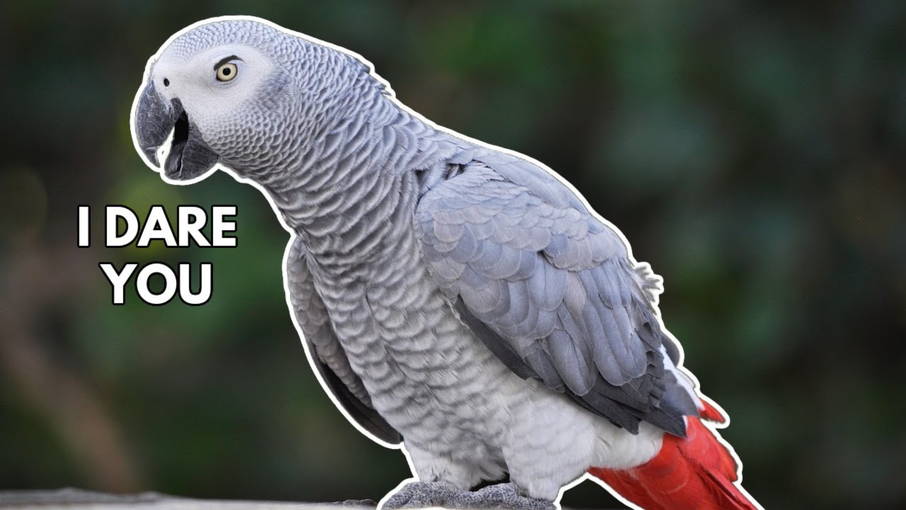 Reading AGGRESSIVE Bird Body Language