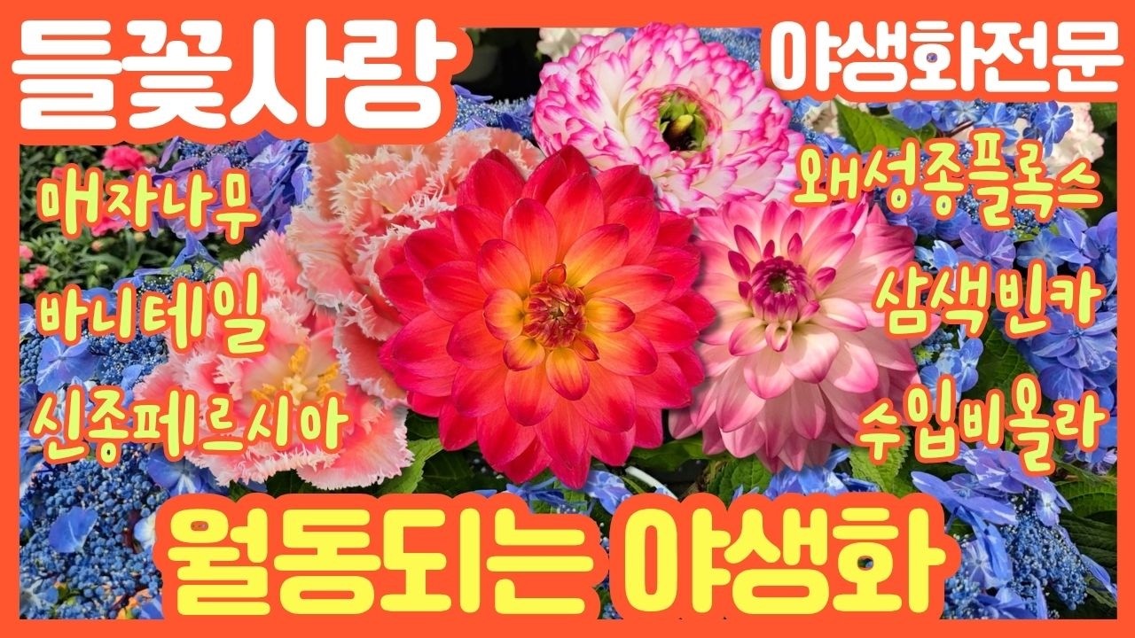 🌸들꽃사랑 4월15일 #왜성종플록스 #바니테일 #삼색빈카 #수입비올라 #신종페르시아 #다알리아 #매자나무 #안개나무 #디기탈리스 #인가목 #바이텍스 #노루오줌 #gardening
