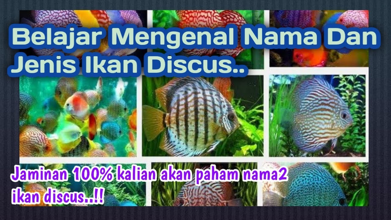 Belajar Mengenal Nama Ikan Discus