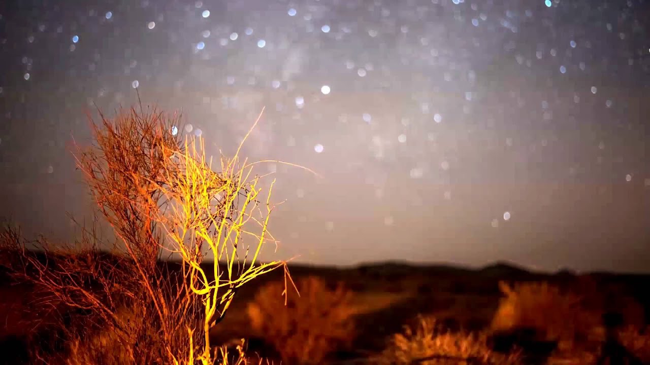 A desert bush with a starry background