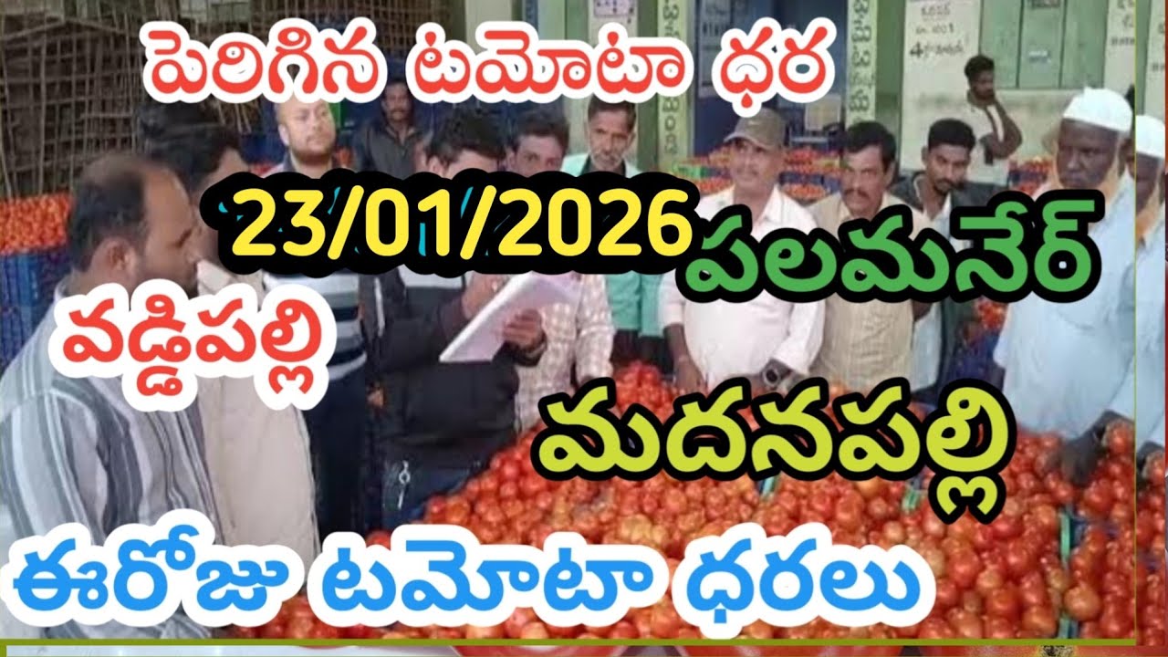 వడ్డేపల్లి మార్కెట్ పలమనేర్ మదనపల్లి ఈరోజు టమోటా ధరలు /23/01/26/Today Tomato Market Price in rate 