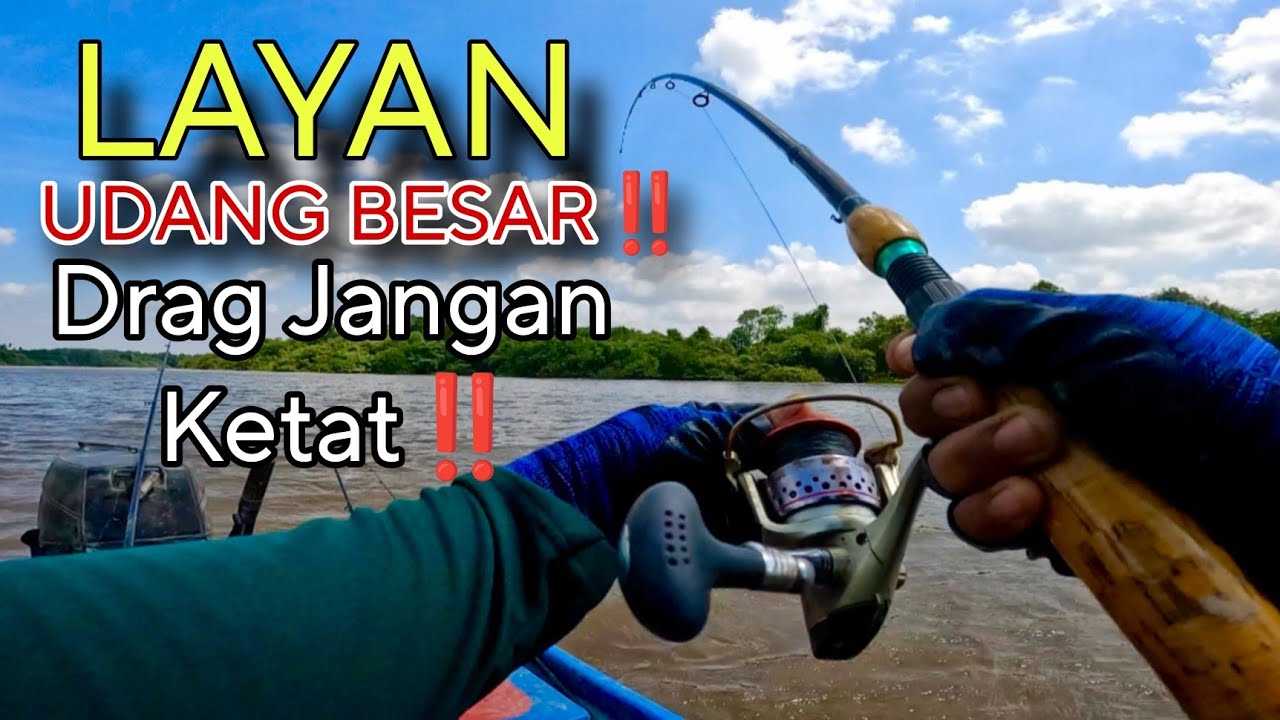 Pesta udang galah sudah bermula di Sungai Muar‼️